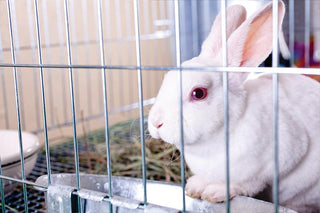 Cruelty Free: The Truth About Animal Testing